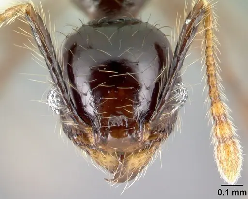Pheidole mesomontana - CASENT0609005