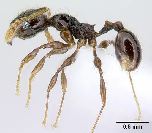 Pheidole mesomontana - CASENT0609005