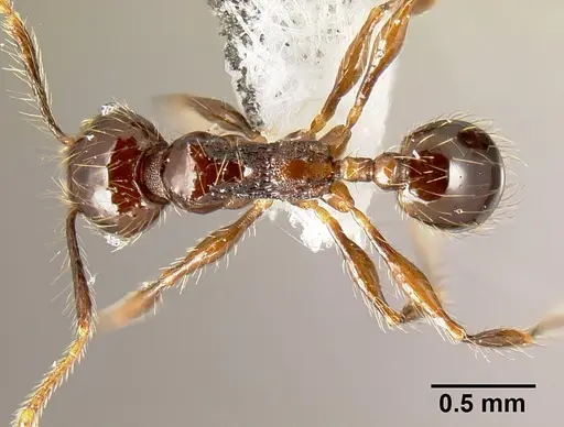 Pheidole mesomontana - INB0003213490