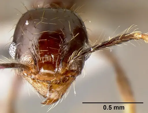Pheidole mesomontana - INB0003213490