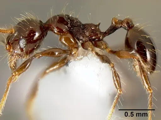 Pheidole mesomontana - INB0003213490