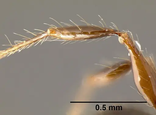 Pheidole mesomontana - INB0003213490