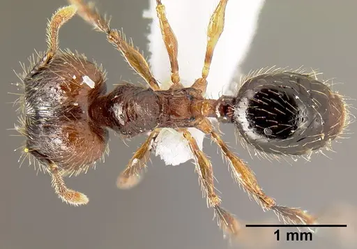 Pheidole mesomontana - INB0003214187