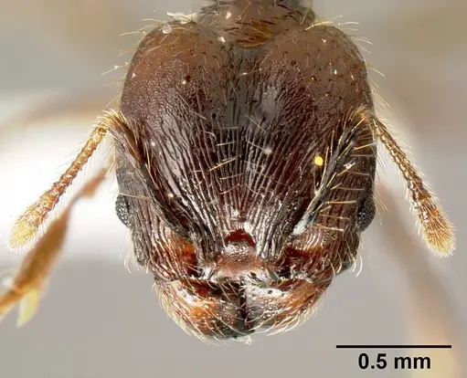Pheidole mesomontana - INB0003214187