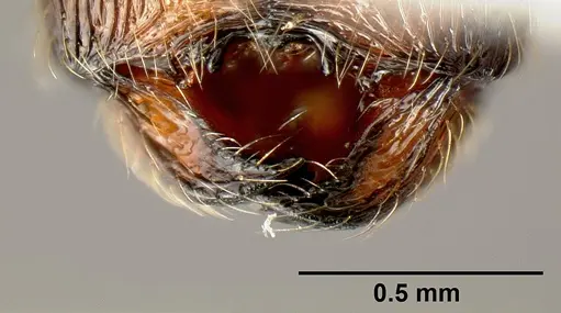 Pheidole mesomontana - INB0003214187