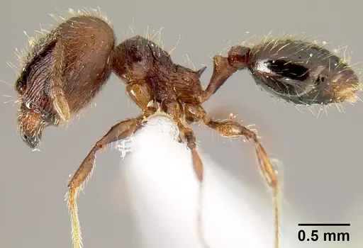 Pheidole mesomontana - INB0003214187