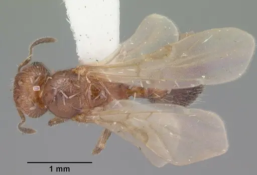 Pheidole metallescens specimen