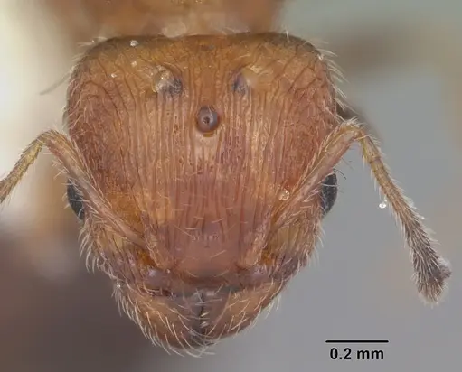 Pheidole metallescens specimen