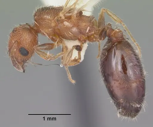 Pheidole metallescens specimen