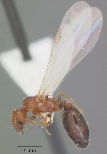 Pheidole metallescens - CASENT0104410