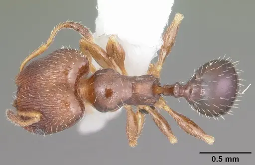 Pheidole metallescens - CASENT0104411