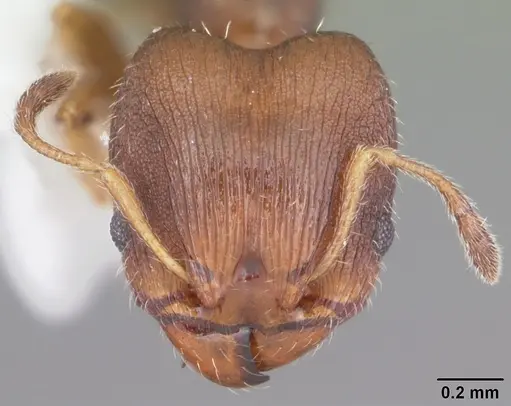 Pheidole metallescens - CASENT0104411