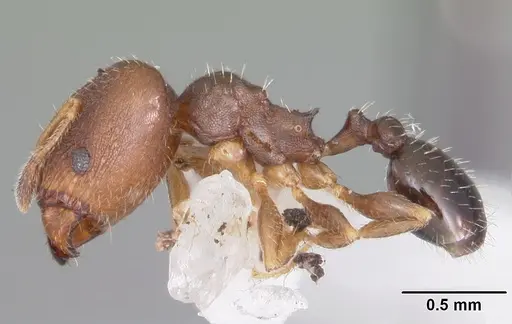 Pheidole metallescens - CASENT0104411