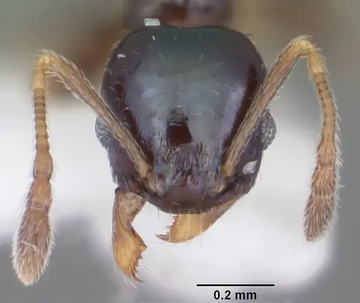 Pheidole metallescens - CASENT0104412