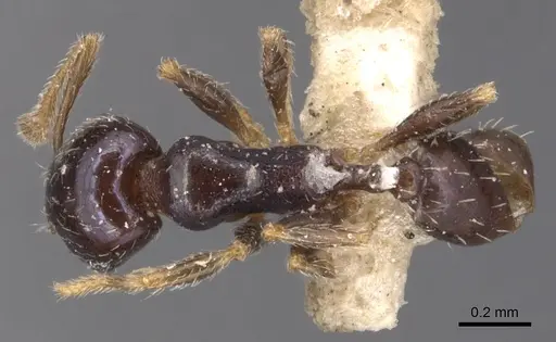 Pheidole metallescens - CASENT0904444