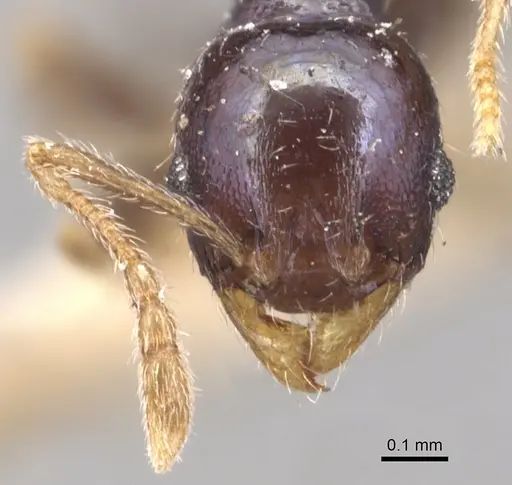 Pheidole metallescens - CASENT0904444