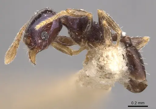 Pheidole metallescens - CASENT0904444