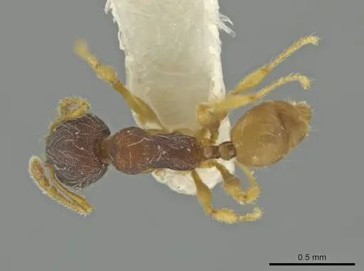 Pheidole micon specimen