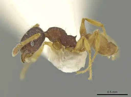 Pheidole micon specimen