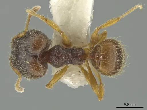 Pheidole micon - JTLC000016452