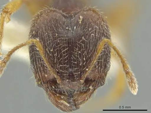 Pheidole micon - JTLC000016452