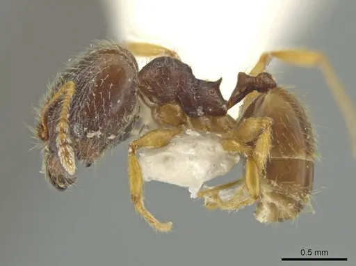Pheidole micon - JTLC000016452