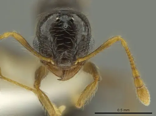 Pheidole microgyna specimen