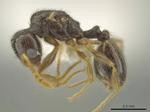 Pheidole microgyna specimen