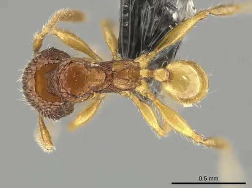 Pheidole microps specimen