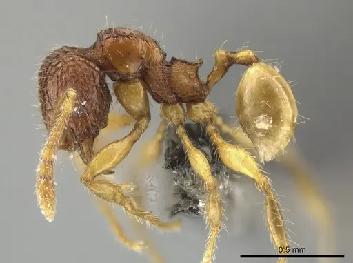 Pheidole microps specimen