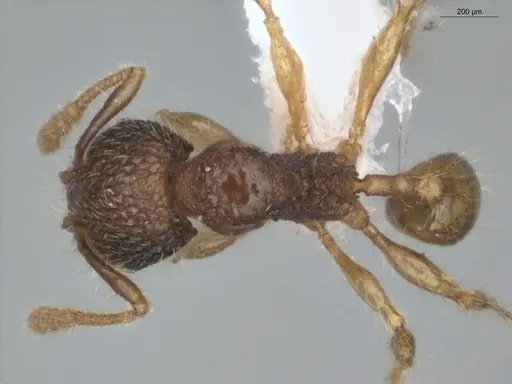 Pheidole microps - ECOFOG-IT14-0149-15