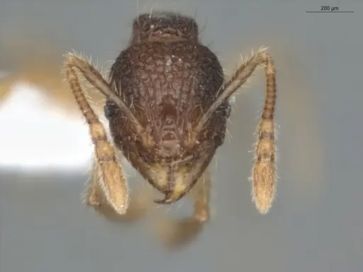 Pheidole microps - ECOFOG-IT14-0149-15