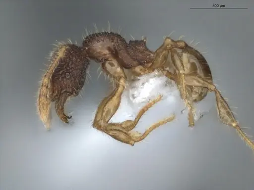 Pheidole microps - ECOFOG-IT14-0149-15