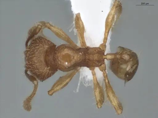 Pheidole microps - ECOFOG-IT14-0801-32