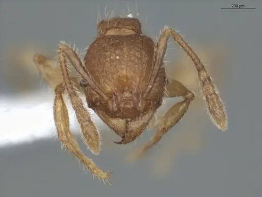 Pheidole microps - ECOFOG-IT14-0801-32