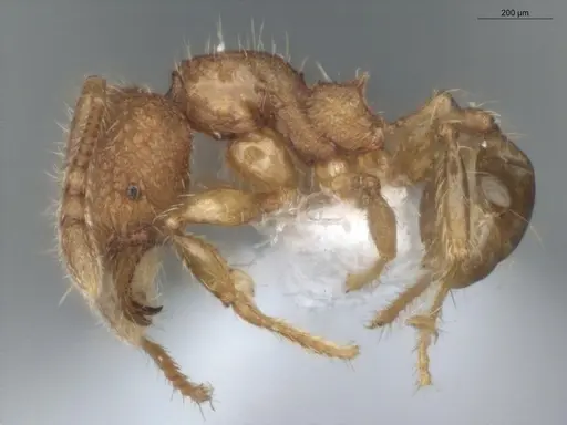 Pheidole microps - ECOFOG-IT14-0801-32