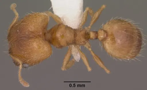 Pheidole micula specimen