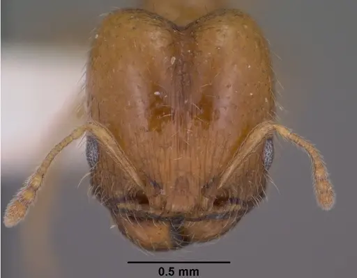 Pheidole micula specimen