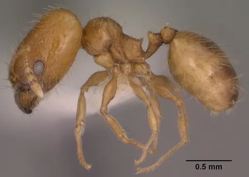 Pheidole micula specimen