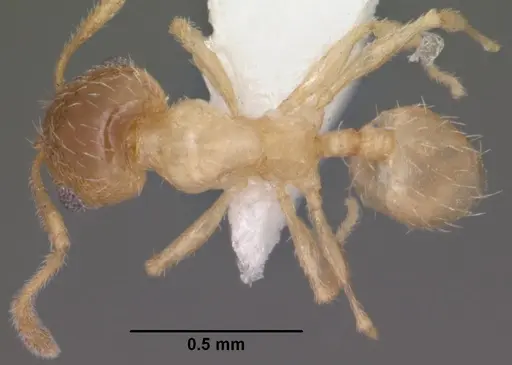 Pheidole micula - CASENT0102883