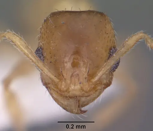 Pheidole micula - CASENT0102883