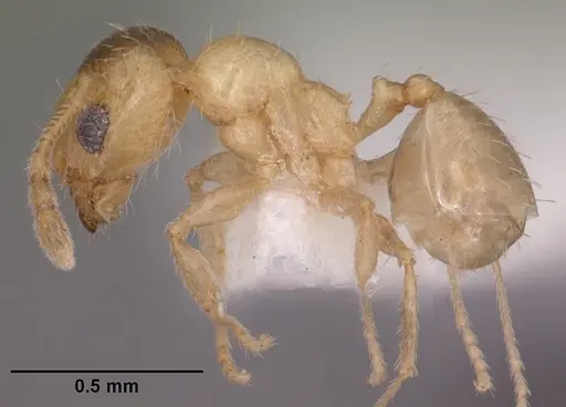 Pheidole micula - CASENT0102883