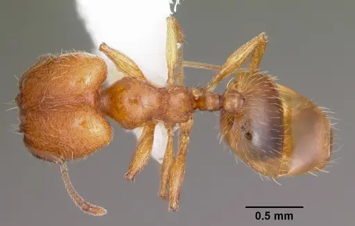 Pheidole micula - CASENT0104940