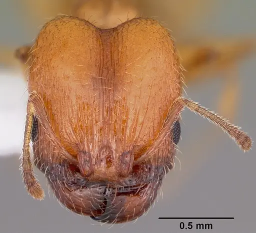 Pheidole micula - CASENT0104940