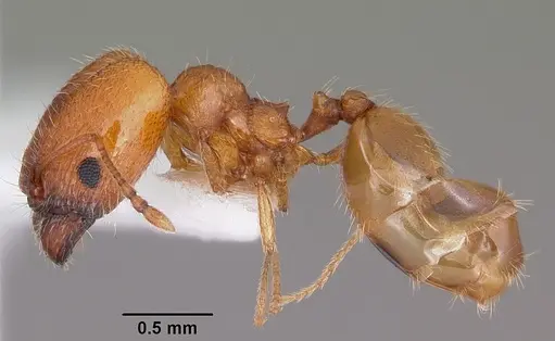 Pheidole micula - CASENT0104940