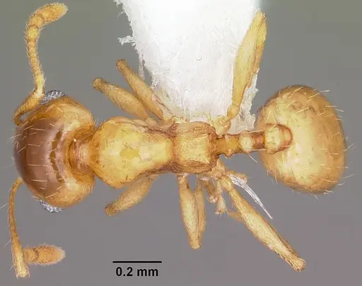 Pheidole micula - CASENT0104941