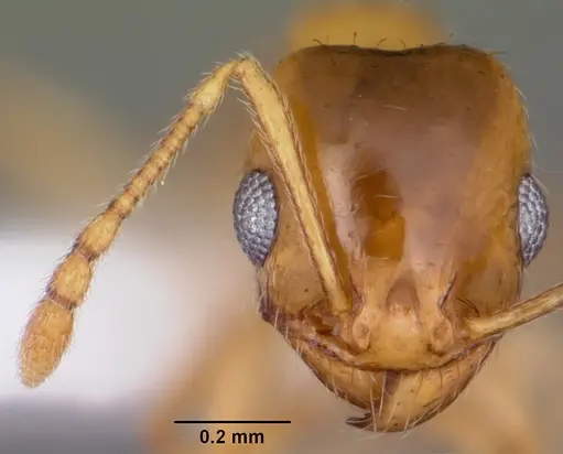 Pheidole micula - CASENT0104941