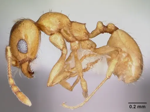Pheidole micula - CASENT0104941
