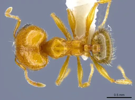 Pheidole micula - CASENT0637257