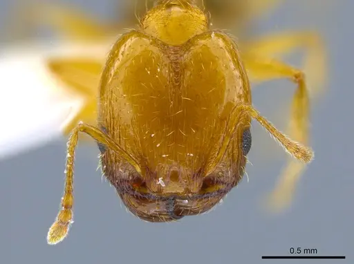 Pheidole micula - CASENT0637257